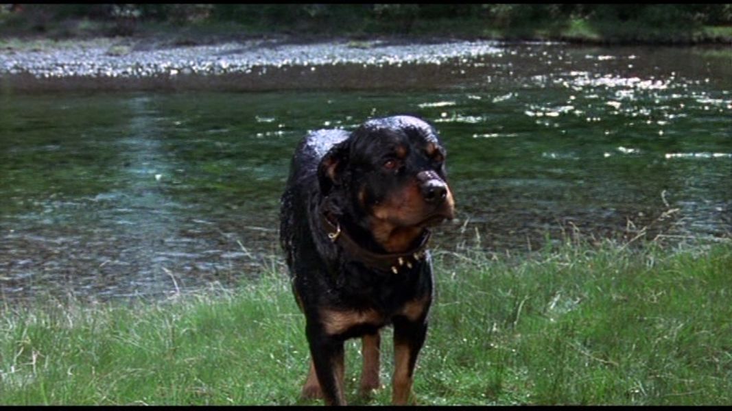 (Bild für) Mustang, Bär und Jäger - 1976 (DVD+R uncut)