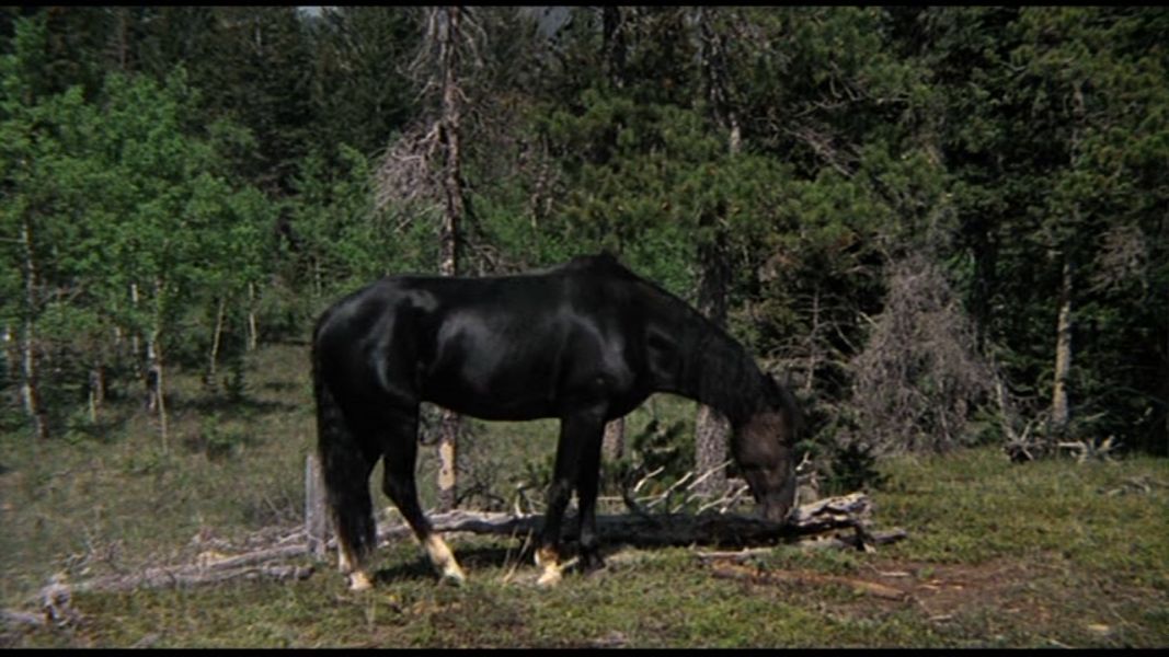 (Bild für) Mustang, Bär und Jäger - 1976 (DVD+R uncut)