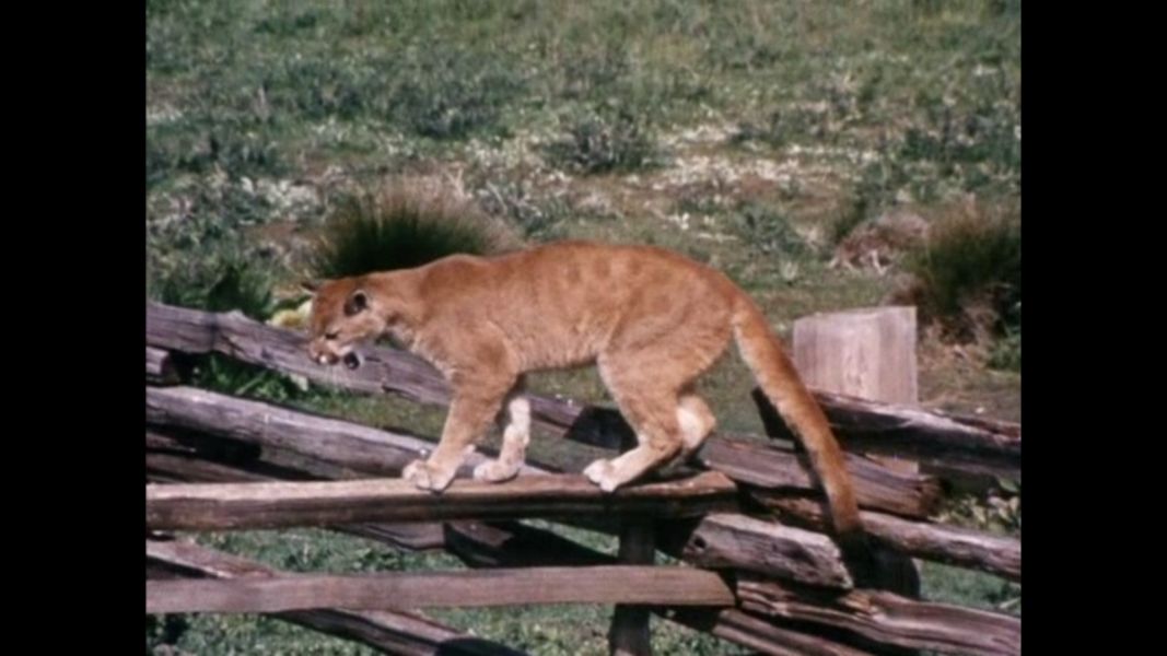 (Bild für) Der einsame Puma - 1967 (DVD+R uncut)