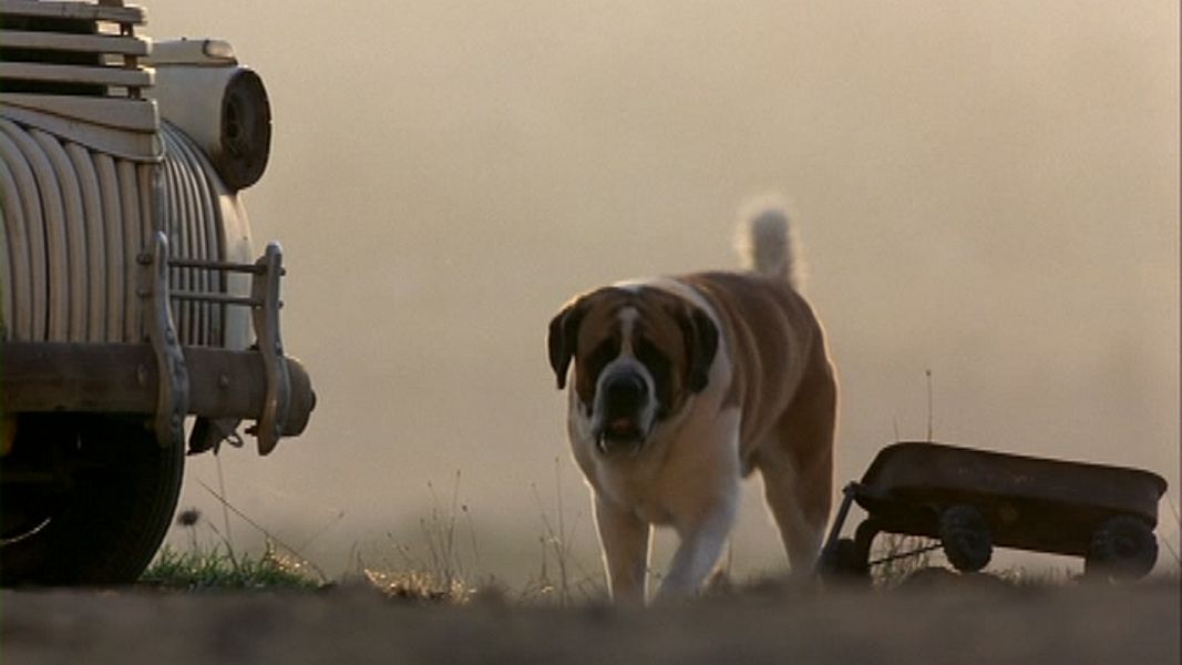 (Bild für) CUJO - Extended Director's Cut - 1983 (DVD+R uncut) Gratis ohne Cover