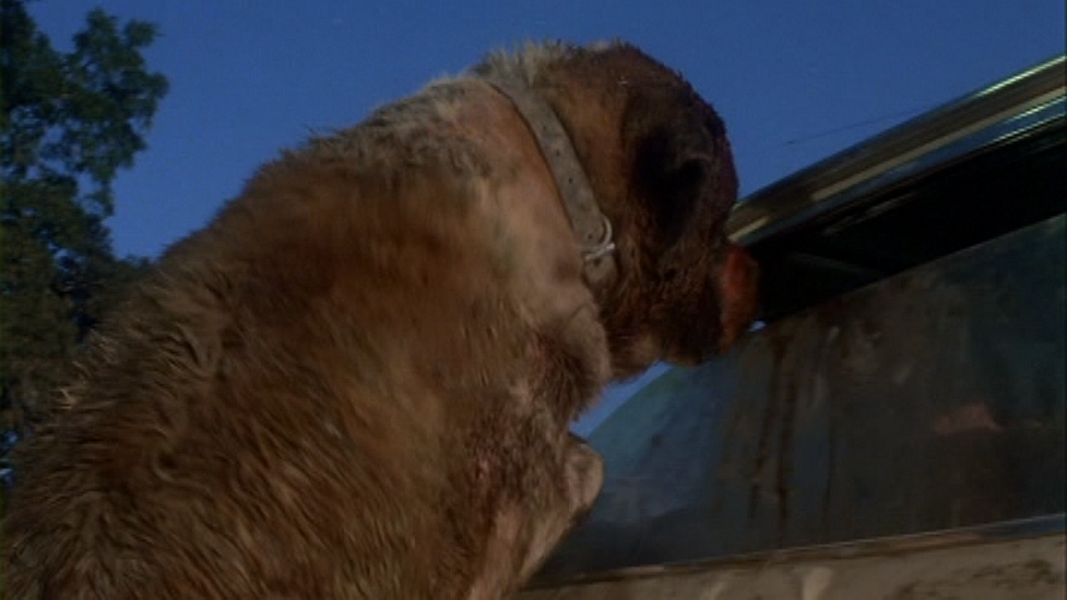 (Bild für) CUJO - Extended Director's Cut - 1983 (DVD+R uncut) Gratis ohne Cover