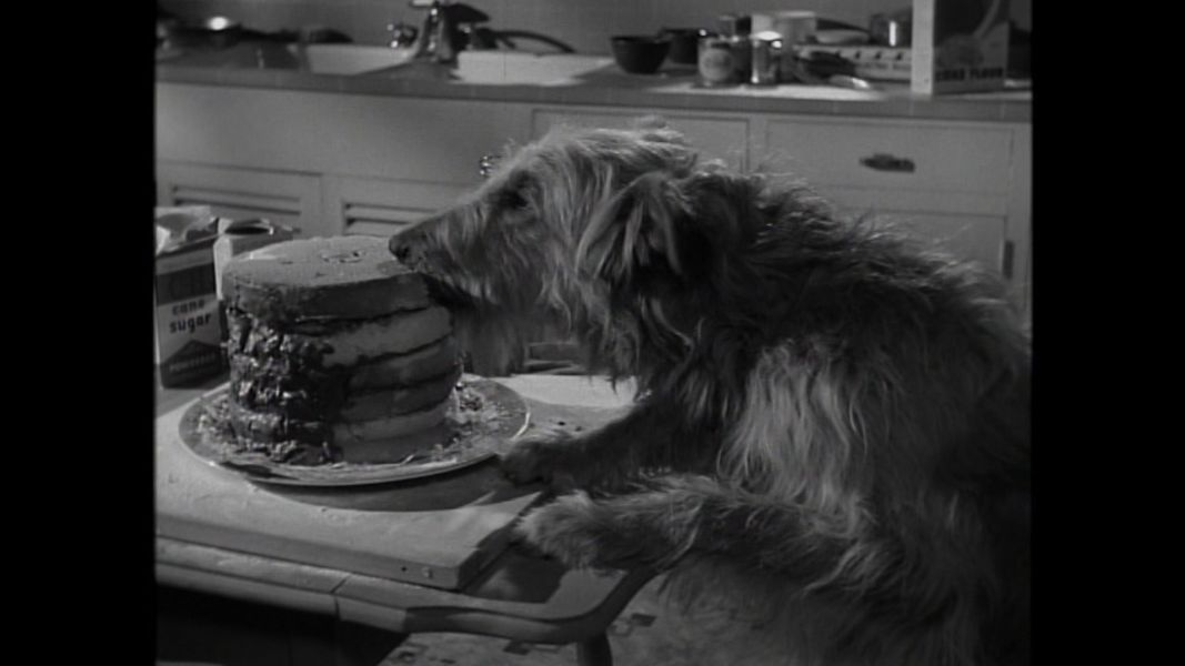(Bild für) Vater werden ist nicht schwer - 1952 (DVD+R uncut)