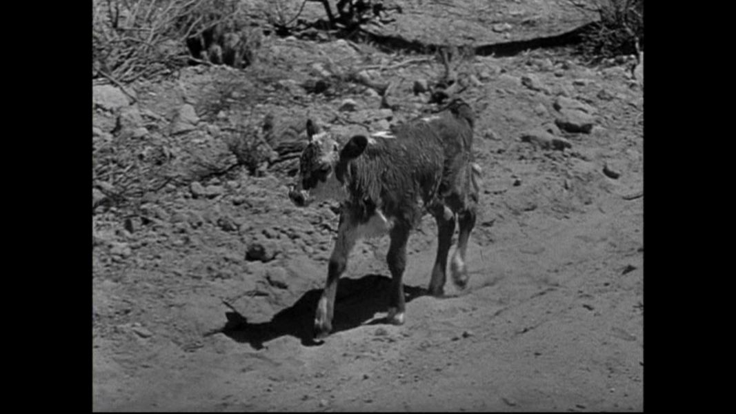 (Bild für) Arizona - 1940 (DVD+R uncut)