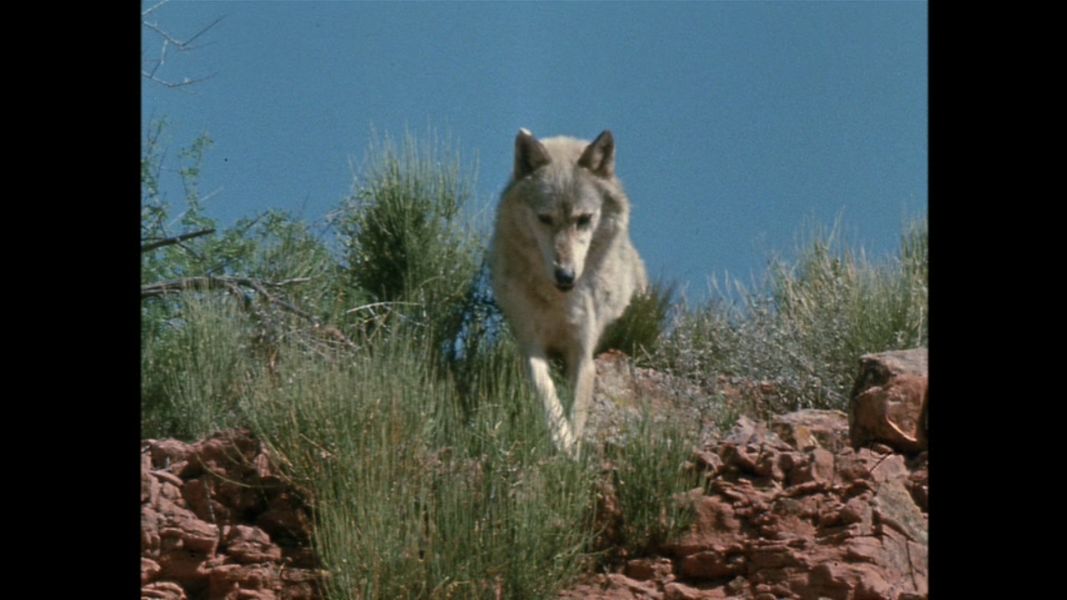 (Bild für) Lobo, der Wolf - 1962 (DVD+R uncut)