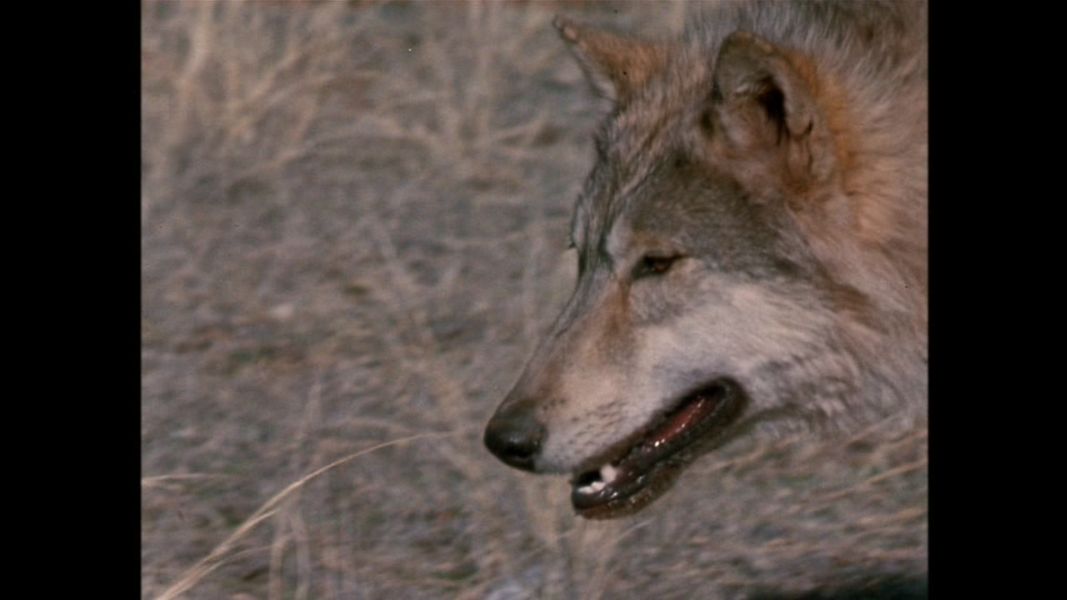 (Bild für) Lobo, der Wolf - 1962 (DVD+R uncut)