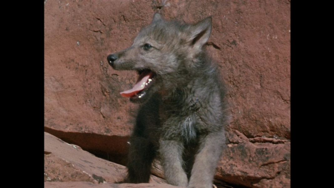 (Bild für) Lobo, der Wolf - 1962 (DVD+R uncut)