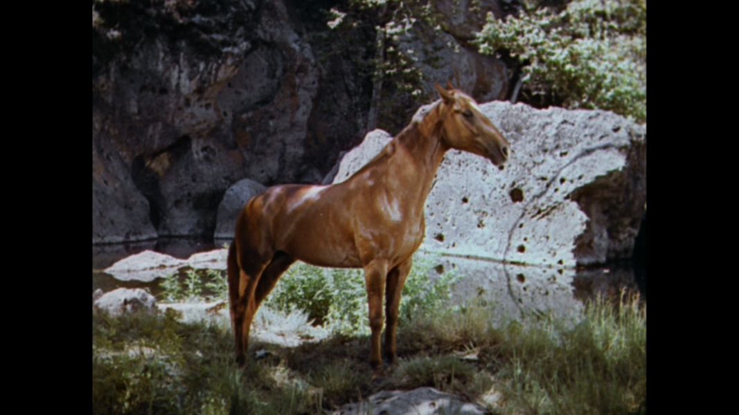 (Bild für) Thunderhead - Sohn von Flicka - 1945 (DVD+R uncut)