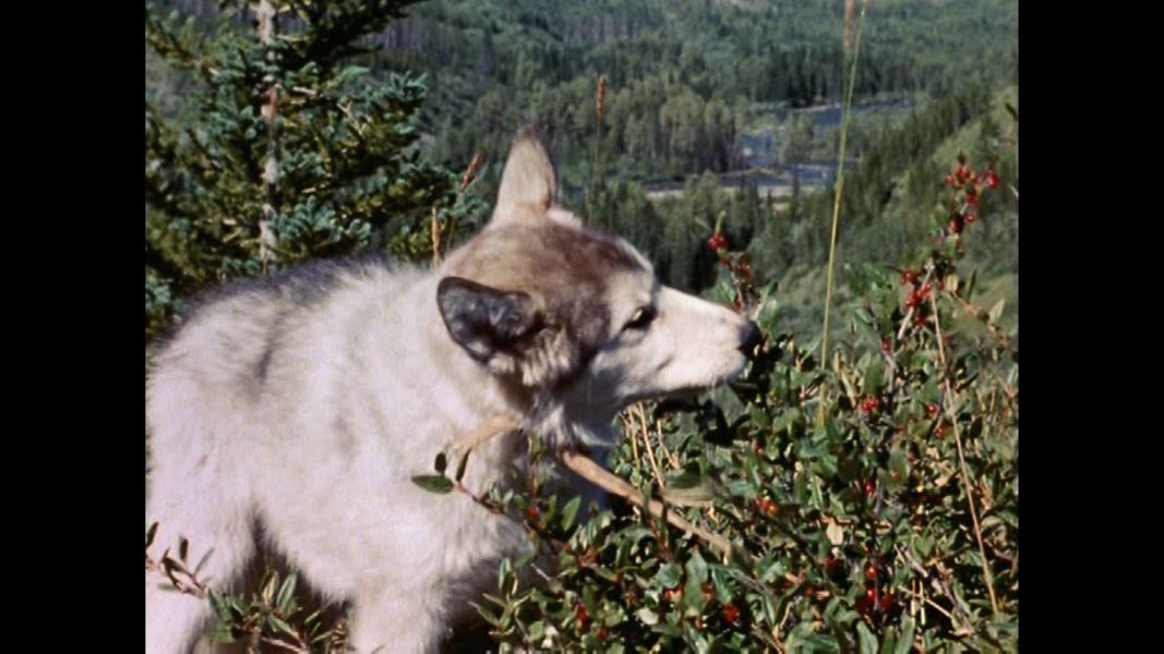 (Bild für) Nikki, Held des Nordens - 1961 (DVD+R uncut)
