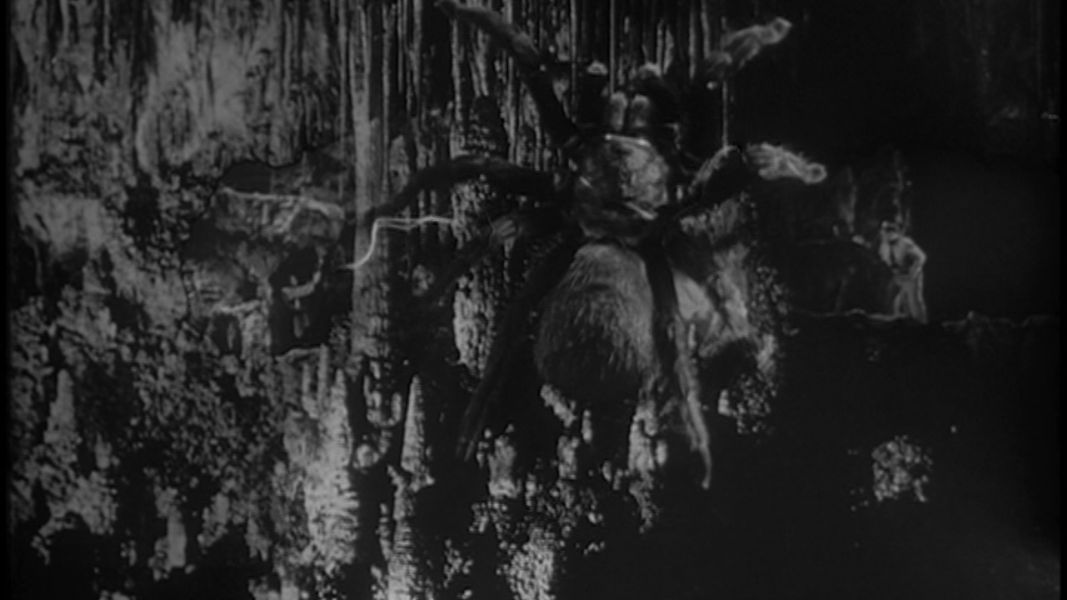 (Bild für) Die Rache der schwarzen Spinne - 1958 (DVD+R uncut)