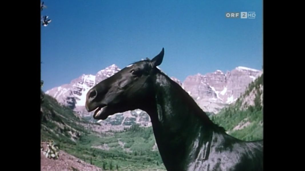 (Bild für) Treue - Gypsy Colt - 1954 (DVD+R uncut)