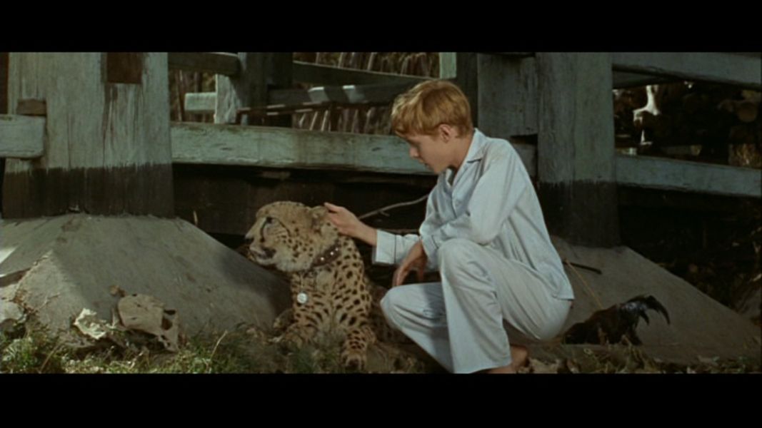(Bild für) Maya - Gefahr im Tal der Tiger - 1966 (DVD+R uncut)