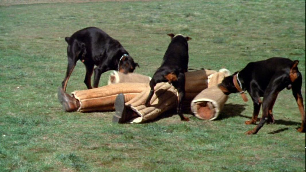 (Bild für) Die Dobermann Bande (DVD+R uncut)