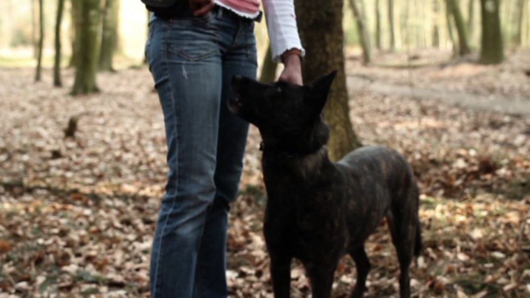 (Bild für) Schäferhund Süß-Sauer - 2013 (DVD+R uncut)