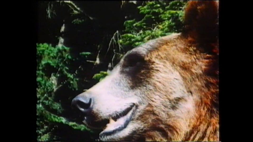 (Bild für) Grisly der König der Bären - 1970 (DVD+R uncut)