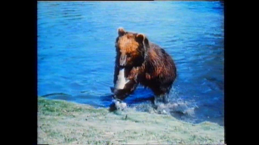 (Bild für) Grisly der König der Bären - 1970 (DVD+R uncut)