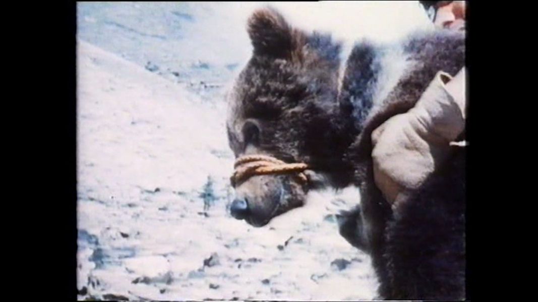 (Bild für) Grisly der König der Bären - 1970 (DVD+R uncut)