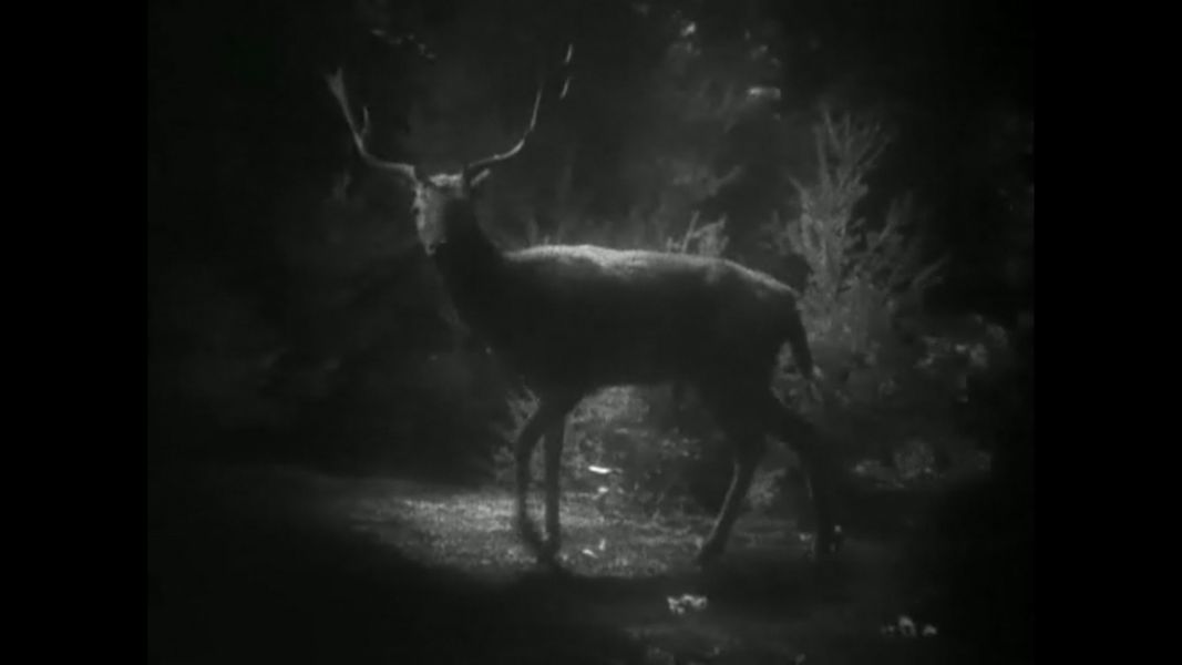 (Bild für) Ein Sommernachtstraum - 1935 (DVD+R uncut)