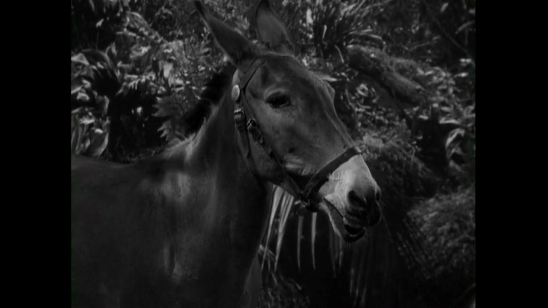 (Bild für) Francis, ein Esel - Herr General - 1950 (DVD+R uncut)