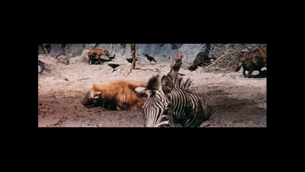 (Bild für) Dschungel der 1000 Gefahren - 1960 (DVD+R uncut)