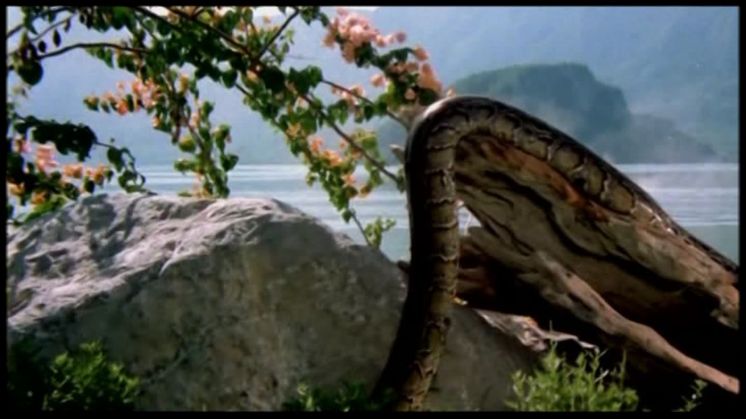 (Bild für) Blutgericht am Amazonas - 1985 (DVD+R)