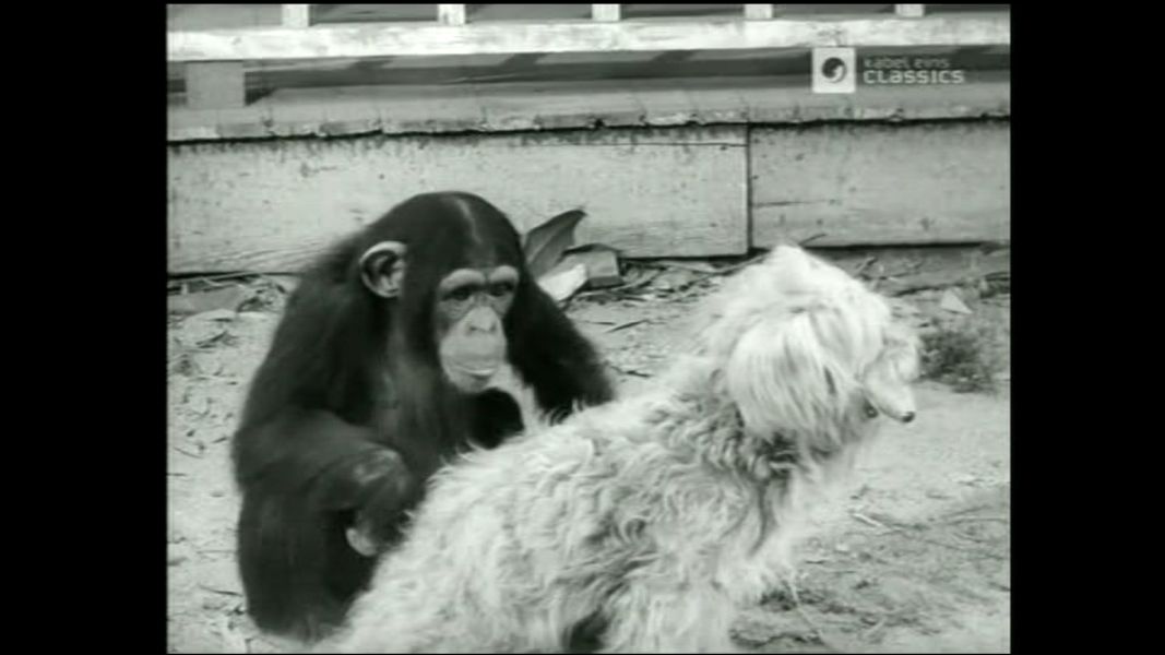 (Bild für) Die Dschungelgöttin - 1950 (DVD+R uncut)