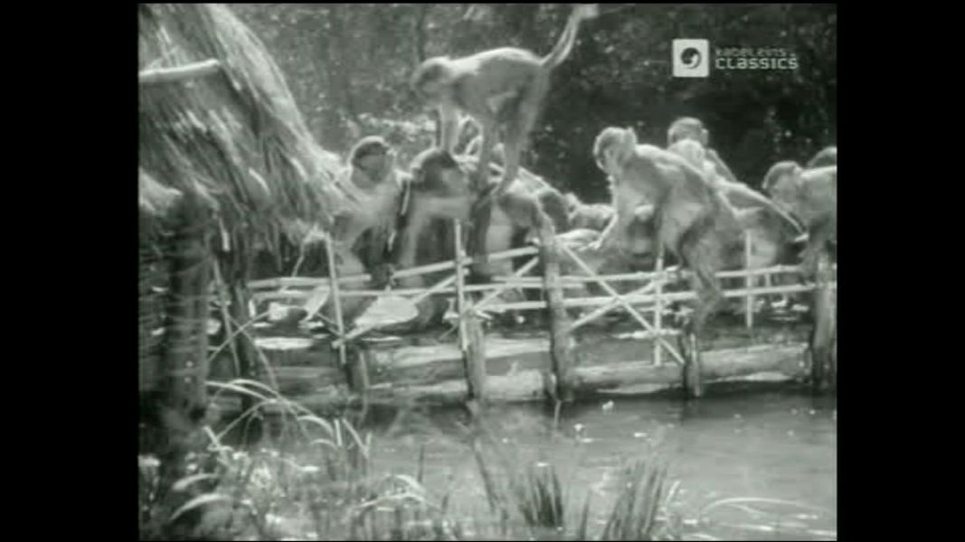 (Bild für) Die Dschungelgöttin - 1950 (DVD+R uncut)