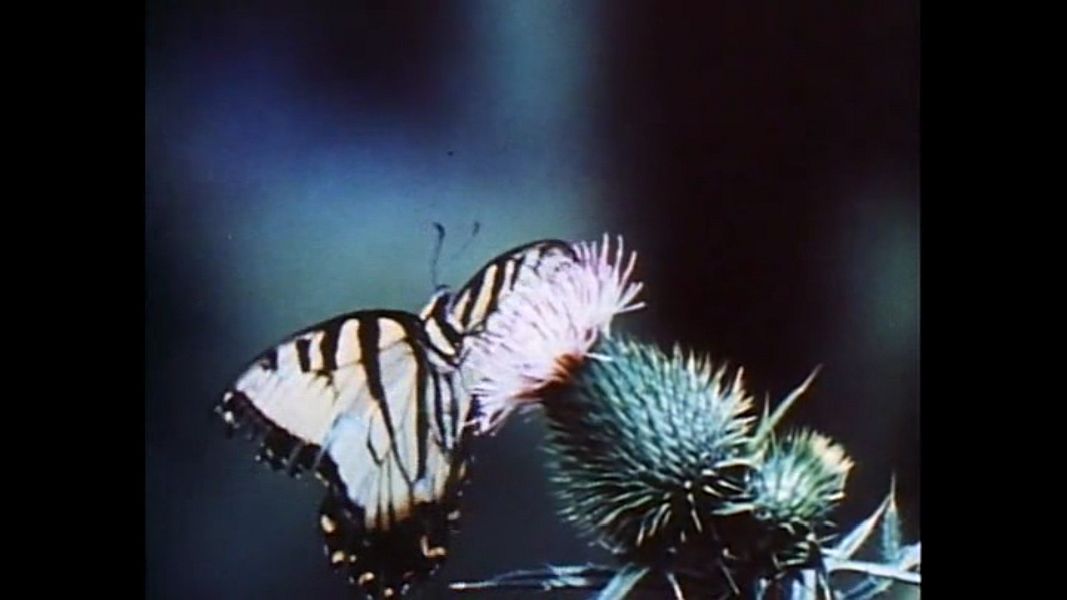 (Bild für) Abenteuer der Natur - 1975 (DVD+R uncut)