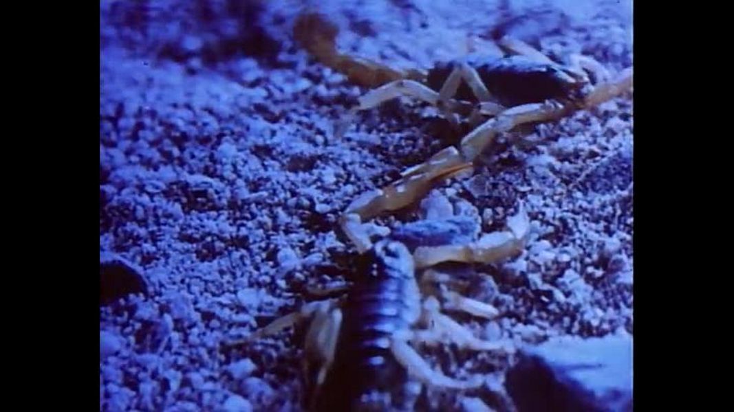 (Bild für) Abenteuer der Natur - 1975 (DVD+R uncut)
