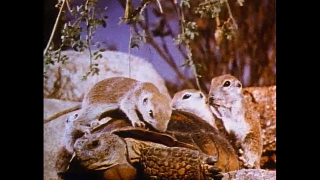 (Bild für) Abenteuer der Natur - 1975 (DVD+R uncut)
