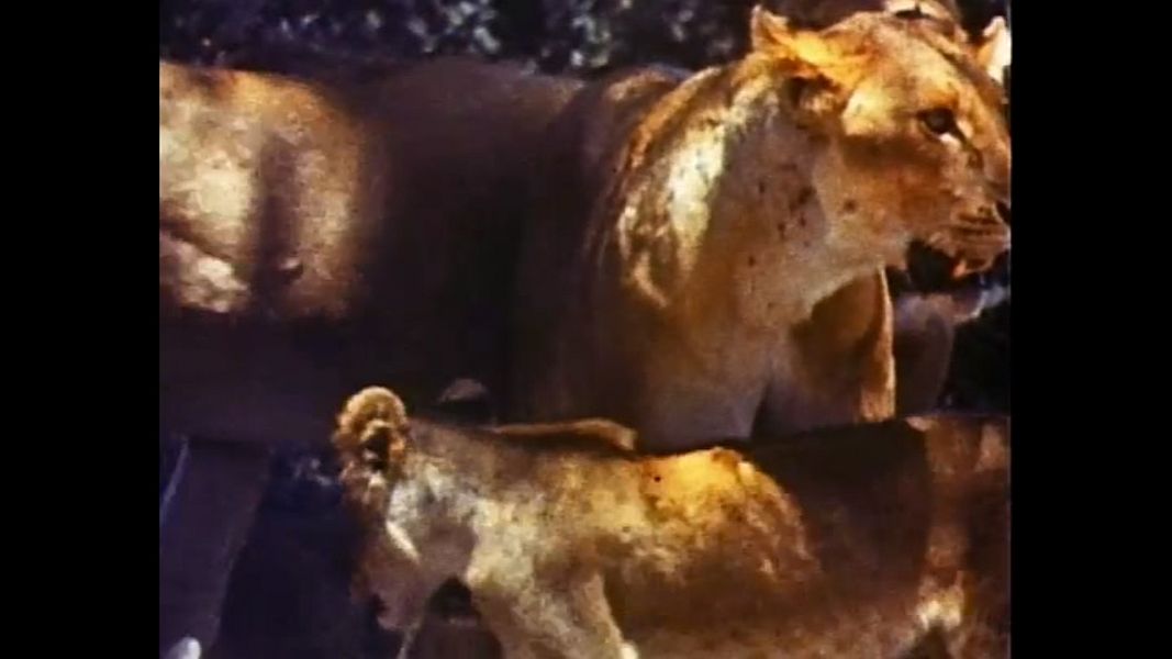 (Bild für) Abenteuer der Natur - 1975 (DVD+R uncut)