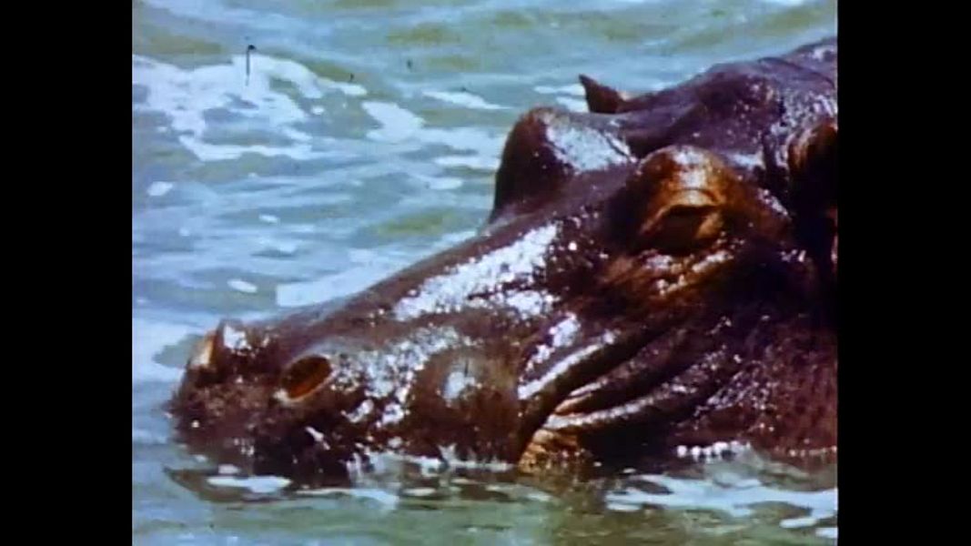 (Bild für) Abenteuer der Natur - 1975 (DVD+R uncut)
