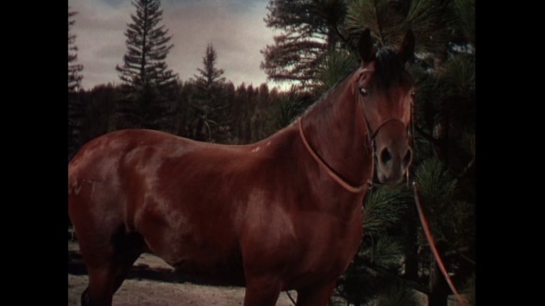(Bild für) Der Rächer - 1954 (DVD+R uncut)