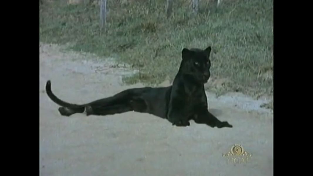 (Bild für) Gefangene der Bestien - 1981 (DVD+R uncut)