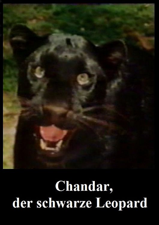 (Bild für) Chandar, der schwarze Leopard - 1972 (DVD+R uncut)