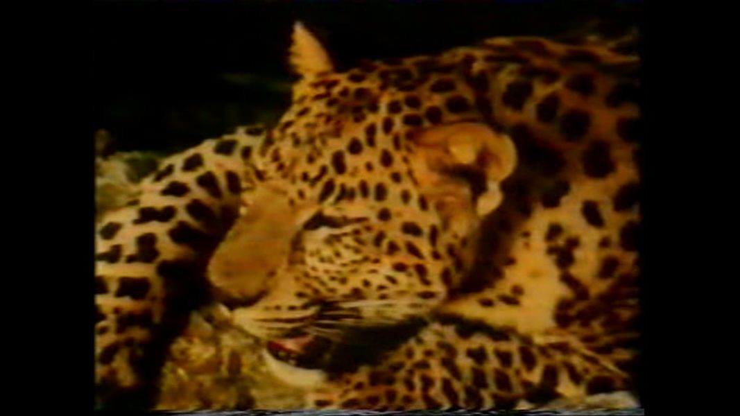 (Bild für) Chandar, der schwarze Leopard - 1972 (DVD+R uncut)