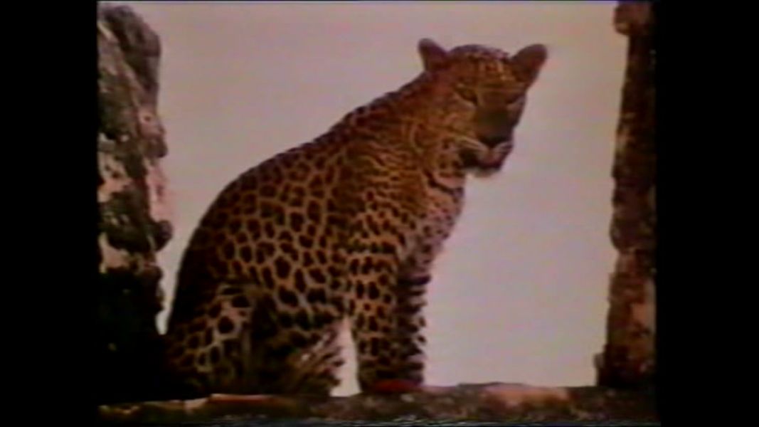 (Bild für) Chandar, der schwarze Leopard - 1972 (DVD+R uncut)