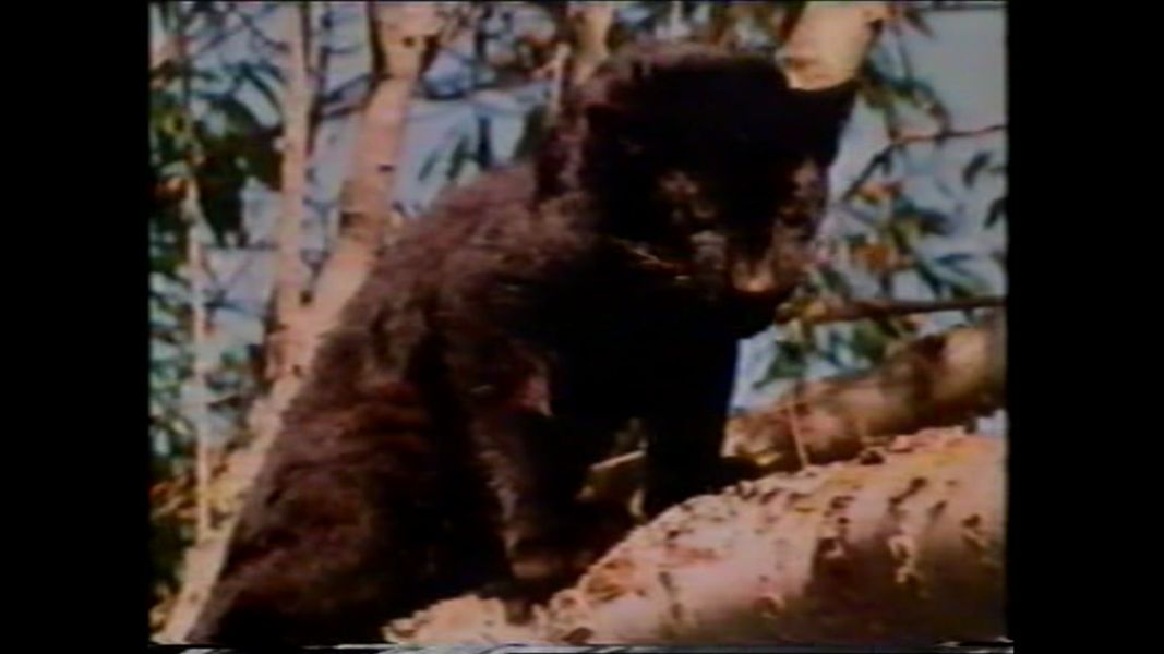 (Bild für) Chandar, der schwarze Leopard - 1972 (DVD+R uncut)
