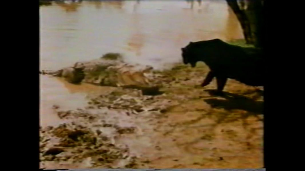 (Bild für) Chandar, der schwarze Leopard - 1972 (DVD+R uncut)