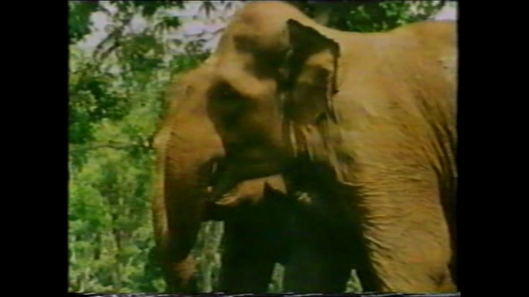 (Bild für) Chandar, der schwarze Leopard - 1972 (DVD+R uncut)