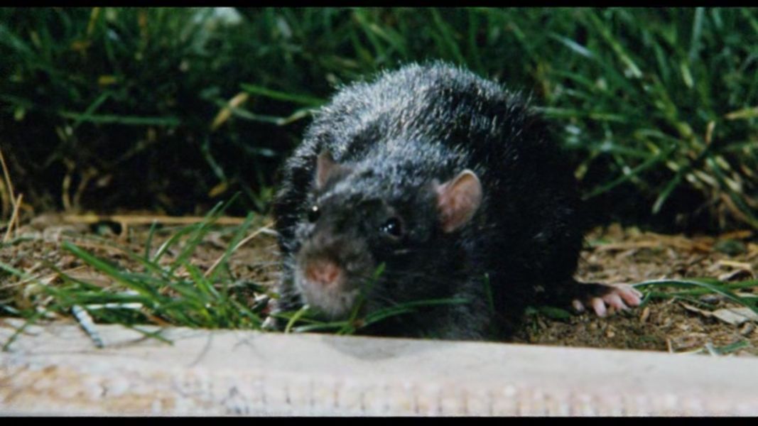 (Bild für) Ben - Aufstand der Ratten - 1972 (DVD+R uncut) Gratis ohne Cover