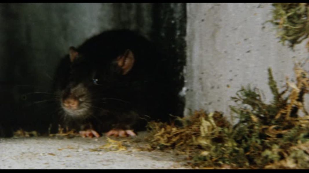 (Bild für) Ben - Aufstand der Ratten - 1972 (DVD+R uncut) Gratis ohne Cover